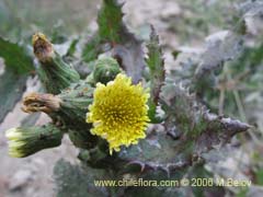 Bild von Sonchus sp.  #1560 ()