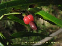 Bild von Podocarpus saligna (Mao de hojas largas/Mai)