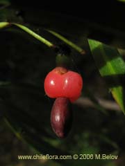 Bild von Podocarpus saligna (Mao de hojas largas/Mai)