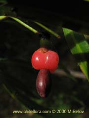 Image of Podocarpus saligna (Mao de hojas largas/Mai)