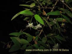 Bild von Myrceugenia pinifolia ()