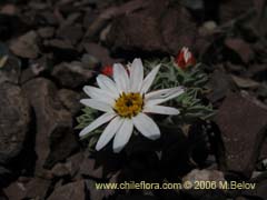 Bild von Chaetanthera apiculata (Chinita)