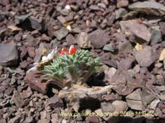 Image of Chaetanthera apiculata (Chinita)