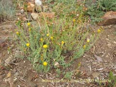 Image of Senecio sp. #1569 ()