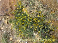 Image of Senecio sp. #1569 ()