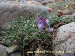 Bild von Astragalus sp. #1488 ()