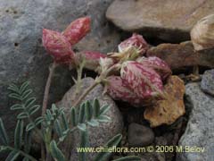 Bild von Astragalus sp. #1488 ()