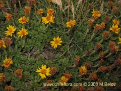 Image of Haplopappus sp.  #1571 ()