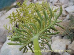 Bild von Valeriana spp (Valeriana)