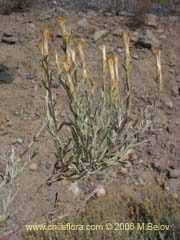 Image of Nardophyllum lanatum (Chilca)