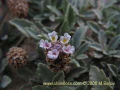 Imgen de Planta no identificada #2353 ()