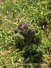Imgen de Planta no identificada #2354 ()