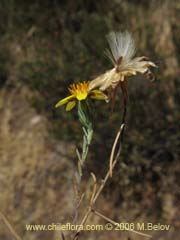 Image of Chaetanthera linearis ()