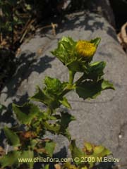 Bild von Haplopappus multifolius (Bailahun)