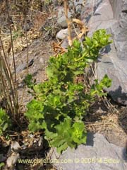 Image of Haplopappus multifolius (Bailahun)