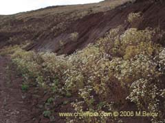 Bild von Tanacetum parthenium (Piretro de jardn/Altamisa)