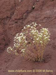 Bild von Tanacetum parthenium (Piretro de jardn/Altamisa)