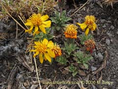 Image of Haplopappus sp. #1489 ()