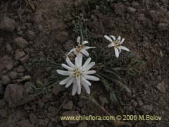 Imgen de Perezia carthamoides (Estrella blanca de cordillera)