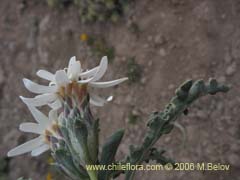 Imgen de Perezia carthamoides (Estrella blanca de cordillera)
