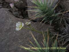 Bild von nicht bestimmte Pflanze #2304 ()