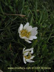 Bild von Chaetanthera spp (Chinita)