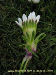 Bild von Chaetanthera spp (Chinita)