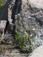Bild von Aster squamatus (Aster)