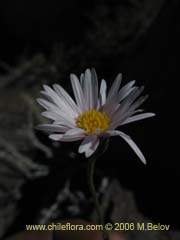 Bild von Aster squamatus (Aster)