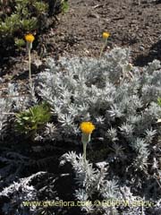 Image of Senecio sp.  #1574 ()