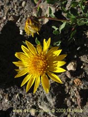 Image of Unidentified Plant #1846 ()
