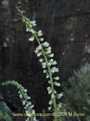 Bild von Melilotus albus (Trbol de color blanco)