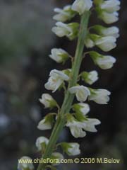 Bild von Melilotus albus (Trbol de color blanco)