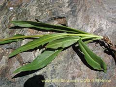 Image of Unidentified Plant #1847 ()
