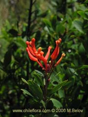 Image of Embothrium coccineum fma. andina (Notro andino/Ciruelillo)