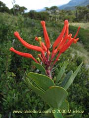 Bild von Embothrium coccineum fma. andina (Notro andino/Ciruelillo)