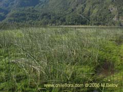 Imgen de Planta no identificada #2307 ()