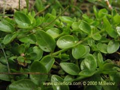 Imgen de Planta no identificada #2308 ()