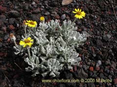 Bild von Senecio sp.  #1564 ()