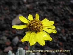 Imgen de Senecio sp.  #1564 ()