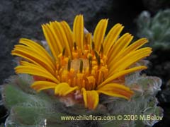 Image of Chaetanthera villosa (Chinita)