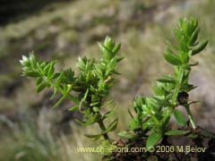Imgen de Planta no identificada #2363 ()