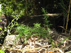 Imgen de Planta no identificada #2364 ()