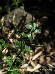 Imgen de Planta no identificada #2364 ()