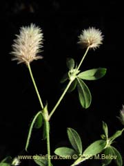 Bild von Trifolium sp.  #1575 ()