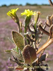 Bild von nicht bestimmte Pflanze #2347 ()