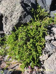 Bild von nicht bestimmte Pflanze #2348 ()