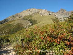 Bild von Nothofagus antarctica (irre)