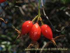 Imagen de Rosa moschata (Rosa mosqueta/Mosqueta/Rosa silvestre)