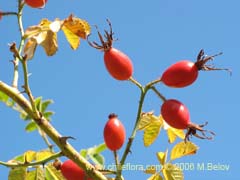 Imagen de Rosa moschata (Rosa mosqueta/Mosqueta/Rosa silvestre)